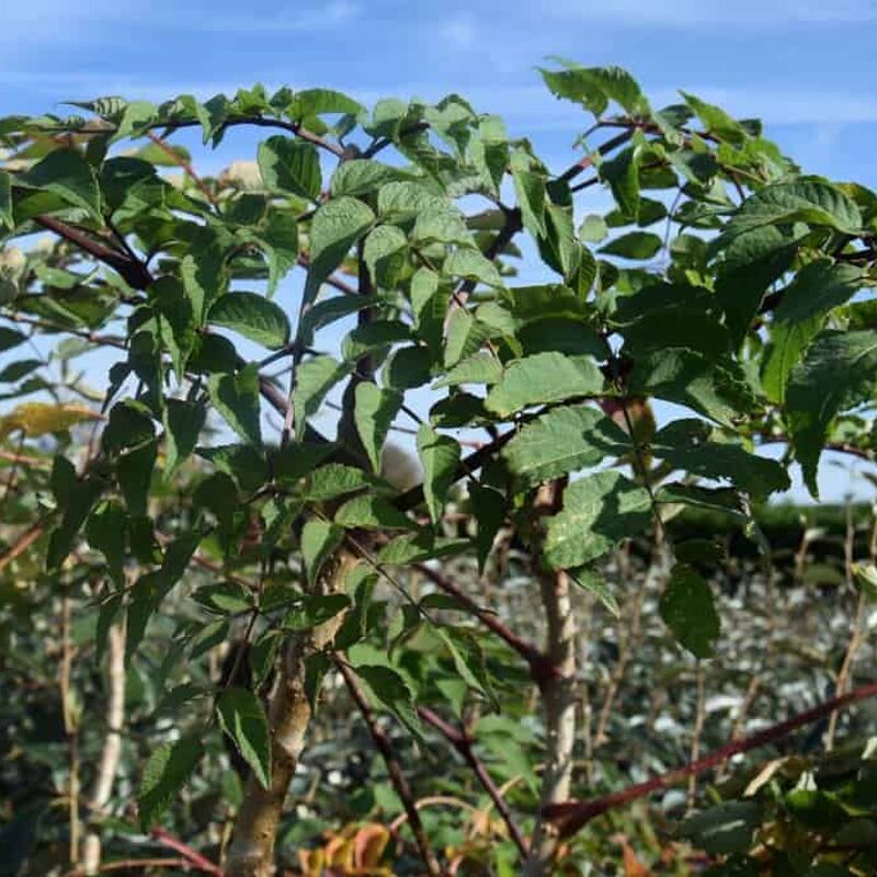 Aralia elata 100-125 cm